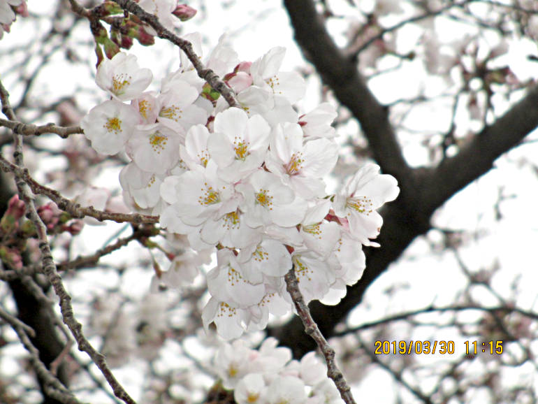 ⑪桜の花びら
