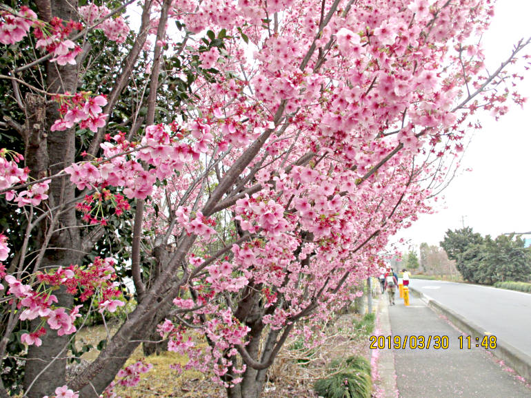 ⑬桃桜でしょうか、国昌寺付近です